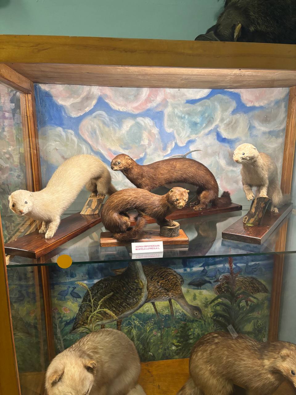 лекційне заняття з дисципліни "Біологія, біоіндикація та біотестування" 