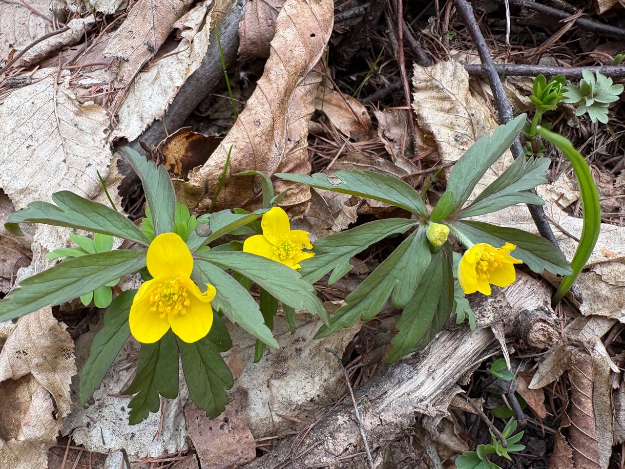 поїздки студентів у НПП Кременецькі гори