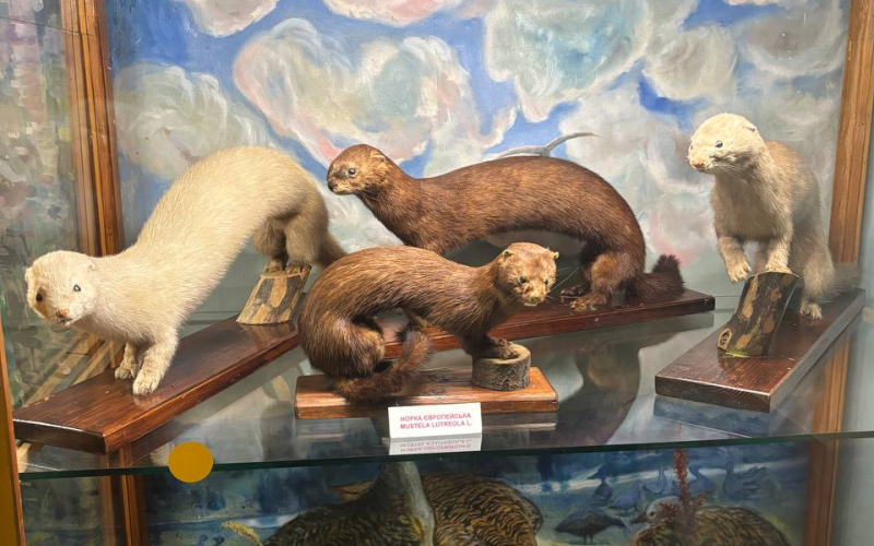 лекційне заняття з дисципліни "Біологія, біоіндикація та біотестування" 