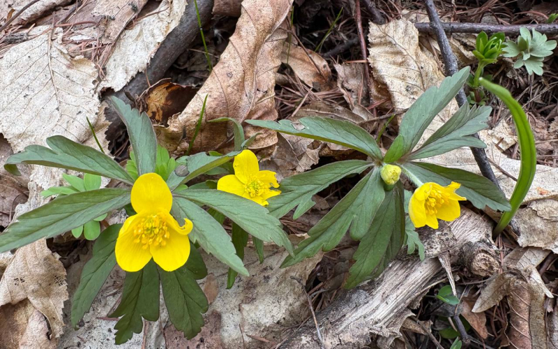 поїздки студентів у НПП Кременецькі гори