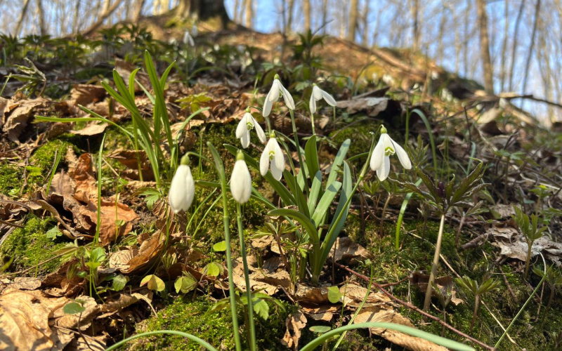 поїздки студентів у НПП Кременецькі гори